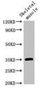 ELMO Domain Containing 2 antibody, CSB-PA815588LA01HU, Cusabio, Western Blot image 