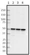 Autophagy Related 5 antibody, 847403, BioLegend, Western Blot image 