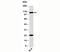 Toll Like Receptor 9 antibody, 33-002, ProSci, Western Blot image 