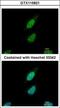 Nuclear Prelamin A Recognition Factor antibody, GTX115821, GeneTex, Immunocytochemistry image 