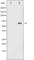 Protein Tyrosine Phosphatase Non-Receptor Type 6 antibody, abx011794, Abbexa, Western Blot image 