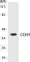 CD55 Molecule (Cromer Blood Group) antibody, LS-C291777, Lifespan Biosciences, Western Blot image 