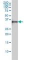 Serine Dehydratase Like antibody, H00113675-M02, Novus Biologicals, Western Blot image 