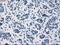 Prolactin antibody, GTX83802, GeneTex, Immunohistochemistry paraffin image 