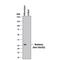 T antibody, AF2085, R&D Systems, Western Blot image 