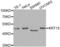 Keratin 15 antibody, abx002050, Abbexa, Western Blot image 