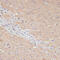 Yes Associated Protein 1 antibody, 13-967, ProSci, Immunohistochemistry frozen image 