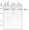 Mitogen-Activated Protein Kinase Kinase Kinase 21 antibody, AF3435, R&D Systems, Western Blot image 