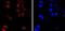 PMS1 Homolog 2, Mismatch Repair System Component antibody, NBP2-67069, Novus Biologicals, Immunofluorescence image 