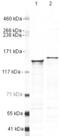 DExH-Box Helicase 9 antibody, PA5-19542, Invitrogen Antibodies, Western Blot image 