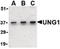 Uracil DNA Glycosylase antibody, LS-B615, Lifespan Biosciences, Western Blot image 