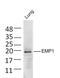 EMP1 antibody, GTX50979, GeneTex, Western Blot image 