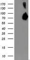 Asparagine Synthetase (Glutamine-Hydrolyzing) antibody, LS-C173259, Lifespan Biosciences, Western Blot image 