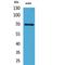 X-Ray Repair Cross Complementing 6 antibody, LS-C387095, Lifespan Biosciences, Western Blot image 