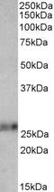 BCL2 Binding Component 3 antibody, 42-666, ProSci, Western Blot image 