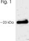 Aralkylamine N-Acetyltransferase antibody, NB120-3439, Novus Biologicals, Western Blot image 