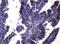 Galectin 3 antibody, LS-C793885, Lifespan Biosciences, Immunohistochemistry paraffin image 