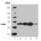 Cyclin D1 antibody, ADI-905-776-100, Enzo Life Sciences, Western Blot image 