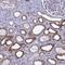 DTW Domain Containing 1 antibody, HPA042214, Atlas Antibodies, Immunohistochemistry frozen image 