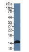 Fatty Acid Binding Protein 3 antibody, LS-C723360, Lifespan Biosciences, Western Blot image 