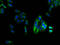 Lysophosphatidic Acid Receptor 4 antibody, A62886-100, Epigentek, Immunofluorescence image 