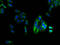 LPA4 antibody, A62886-100, Epigentek, Immunofluorescence image 