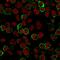Sialophorin antibody, GTX34510, GeneTex, Immunocytochemistry image 