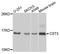 Heat Shock Transcription Factor 2 Binding Protein antibody, orb324577, Biorbyt, Western Blot image 