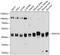 DnaJ Heat Shock Protein Family (Hsp40) Member A1 antibody, 14-063, ProSci, Western Blot image 