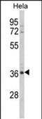 MyoD Family Inhibitor Domain Containing antibody, PA5-49630, Invitrogen Antibodies, Western Blot image 