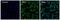 Protein Disulfide Isomerase Family A Member 4 antibody, PA1-007, Invitrogen Antibodies, Immunofluorescence image 