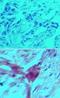 Rho GDP Dissociation Inhibitor Beta antibody, NB100-56725, Novus Biologicals, Immunohistochemistry frozen image 