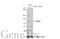 Tripartite Motif Containing 37 antibody, GTX114565, GeneTex, Western Blot image 