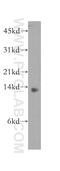 Ghrelin And Obestatin Prepropeptide antibody, 13309-1-AP, Proteintech Group, Western Blot image 