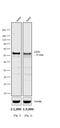 Mouse IgG2a antibody, MA5-16790, Invitrogen Antibodies, Western Blot image 
