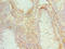 Cullin 1 antibody, LS-C377362, Lifespan Biosciences, Immunohistochemistry paraffin image 