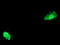 Activating Signal Cointegrator 1 Complex Subunit 2 antibody, LS-C173153, Lifespan Biosciences, Immunofluorescence image 