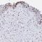 Serine And Arginine Rich Splicing Factor 3 antibody, NBP2-38815, Novus Biologicals, Immunohistochemistry frozen image 