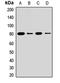 Lysyl Oxidase Like 1 antibody, LS-C667986, Lifespan Biosciences, Western Blot image 