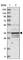 OTU Domain Containing 6B antibody, HPA024046, Atlas Antibodies, Western Blot image 