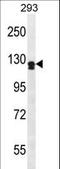 Unc-5 Netrin Receptor D antibody, LS-C160437, Lifespan Biosciences, Western Blot image 