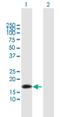 NTS1 antibody, H00004922-B01P, Novus Biologicals, Western Blot image 