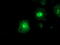 Farnesyl-Diphosphate Farnesyltransferase 1 antibody, M05118-1, Boster Biological Technology, Immunofluorescence image 