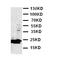 Fibroblast Growth Factor 9 antibody, LS-C312611, Lifespan Biosciences, Western Blot image 