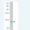 Atonal BHLH Transcription Factor 7 antibody, H00220202-M03, Novus Biologicals, Western Blot image 