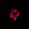 Creatine Kinase, Mitochondrial 2 antibody, orb216060, Biorbyt, Immunofluorescence image 