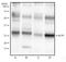 CTD Small Phosphatase Like antibody, MA5-24798, Invitrogen Antibodies, Western Blot image 