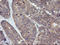 Tripartite Motif Containing 38 antibody, LS-C174622, Lifespan Biosciences, Immunohistochemistry frozen image 