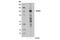 NLR Family Member X1 antibody, 13829S, Cell Signaling Technology, Western Blot image 