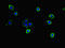 S100 Calcium Binding Protein G antibody, LS-C679390, Lifespan Biosciences, Immunofluorescence image 